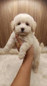 Toy Poodle Puppy