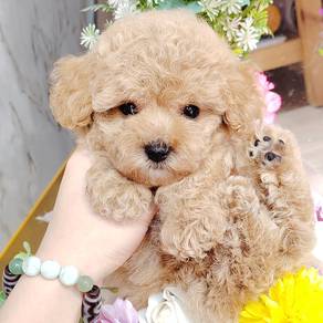 Maltipoo