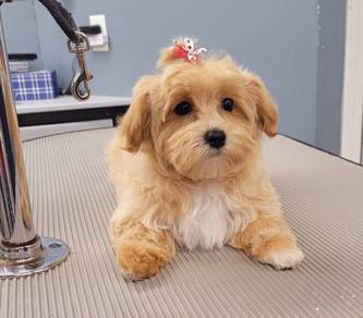 Maltipoo