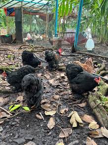 ayam Pekin ,Cochin bantam, Pekin chicken