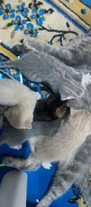 Bsh cute british shorthair omo 9th batch to rehome