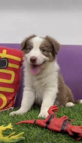 Border collie tri color mka mka mka
