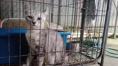 American Shorthair curls ear for sale 