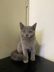 BSH kitten