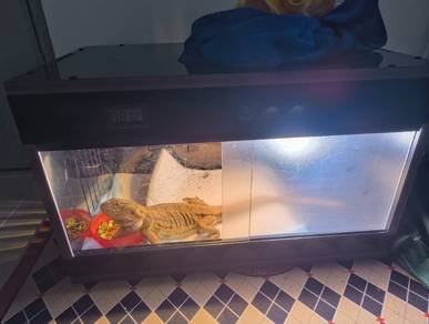 Bearded Dragon Leatherback 