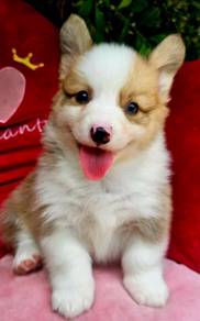 CORGI PUPPIES C145 Available Male & Female