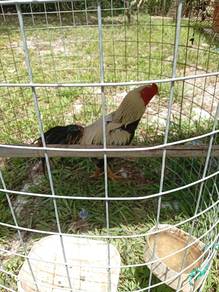 ayam bapak jalak