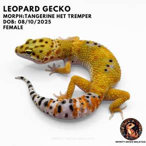 Leopard Gecko Promo Tangerine Het Tremper Malaysia