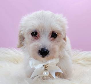 Maltipoo