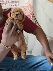 toy poodle