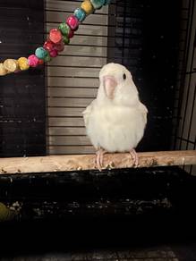 lovebird