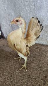 ayam serama 