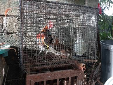 ayam hutan