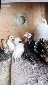 ayam serama anak