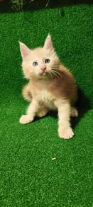 Maibecoon
