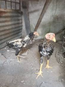 Ayam