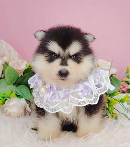 Pomsky