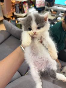 Munchkin & Persian Crossbreed Kittens for Sale