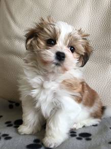 A7761 Sunshine Shih Tzu Lion Maltese Pekingese Bab