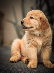 golden retriever j