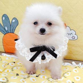 Pomeranian