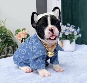 FRENCH BULLDOG PUPPIES 🌻VIP134 Panda Boy
