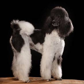 Giant poodle parti color
