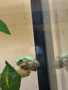 dumpy tree frog