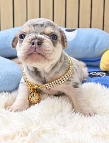 FRENCH BULLDOG PUPPIES VIP126 ๐ป Merle boy-girl
