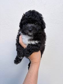 silver grey poodle
