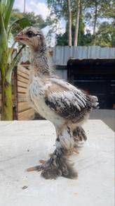Anak Ayam Brahma
