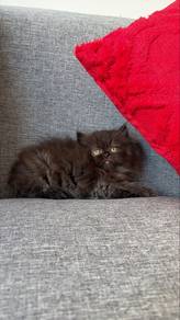 persian black grey