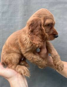 ENGLISH COCKER SPANIEL PUPPIES C30 🌻 Male