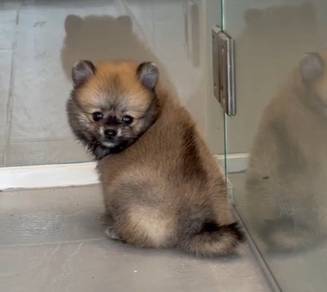 Pomeranian