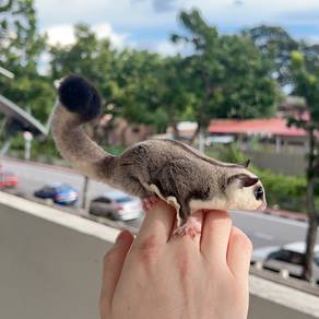 Sugar glider adult breeding pair