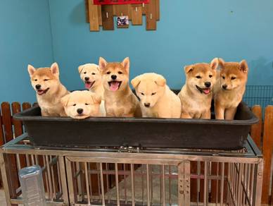 Shiba Inu high quality imported lineage