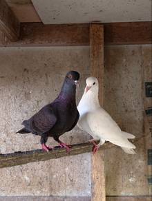 burung merpati kampung