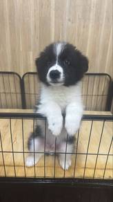Male Border Collie Puppy B/W