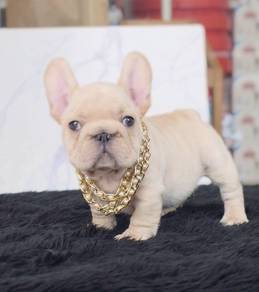 FRENCH BULLDOG PUPPIES 🌻S182 Charming Boy~Girl