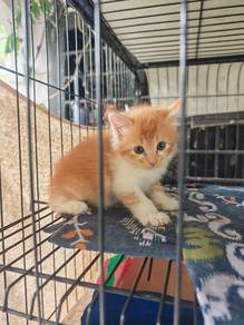 anak kucing percuma ( kitten free )