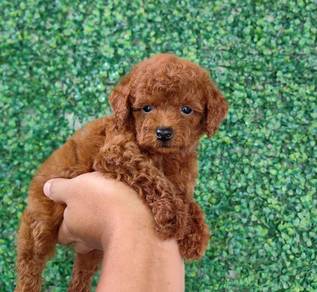 poodle puppy5