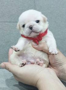 PUG PUPPIES 637 🌻 REHOME White  Boy