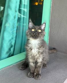 Pure Mainecoon kitten