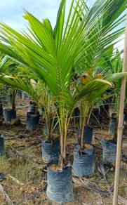 Kelapa saiz 5 kaki ke 12 kaki