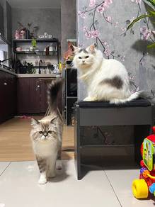 Male Himalayan Persian Ready for mating