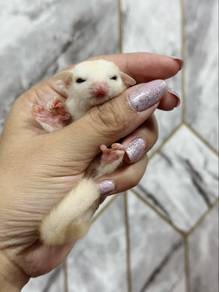 Lue Sugar Glider