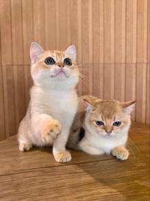 bsh british shorthair golden ny11 male kitten cat