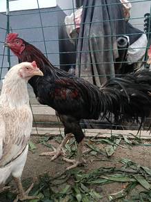 AYAM BAPAK DEKAT 3 KILo
