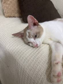 Kitten for Adoption (Free)