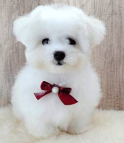 Maltipoo